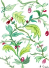 Branches et fruits pourpres