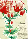 Loturose