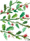 Baies roses et rouges