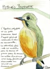 Hypolais polyglotte