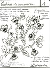 Cabinet de curiosité 1 : L'Olmétoise