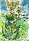 La gentiane