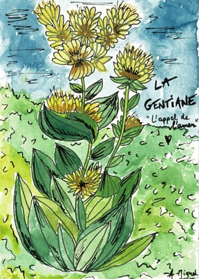 Aquarelle sur format carte postale. Croquis d'une gentiane. Utilisation de feutres à pointes fines