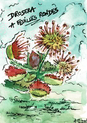 Aquarelle sur format carte postale. Croquis d'une drosera à feuilles rondes (plante emblématiques des tourbières). Utilisation de feutres à pointes fines