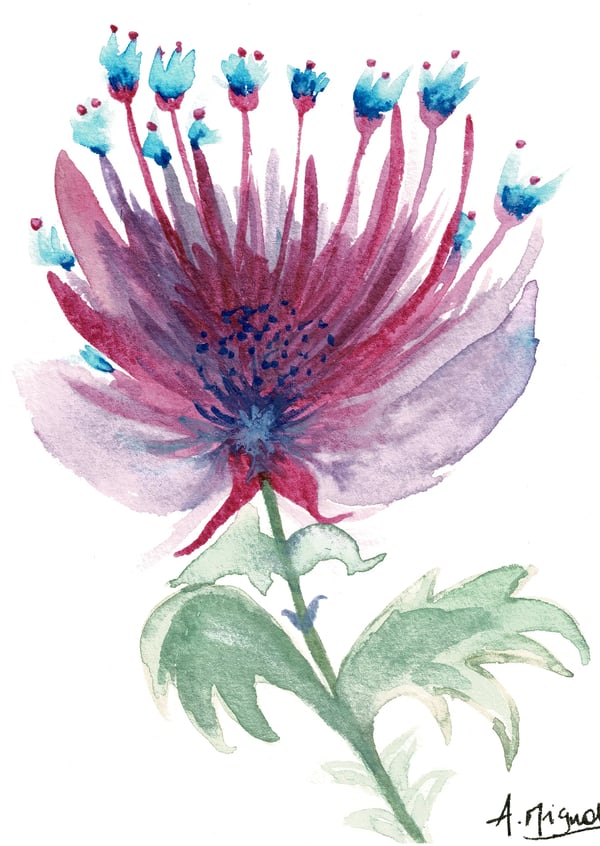 1747224930258Fleurpourpreetbleue_front.webp