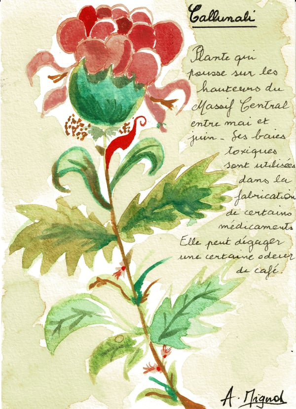 1747239754174Callunali_front(2).webp