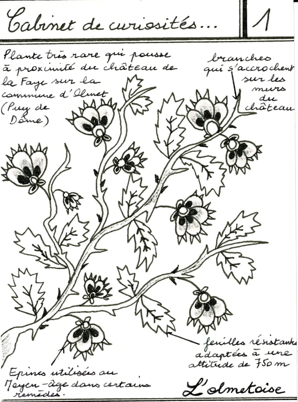 1748793320280Olmétoise_frame.webp